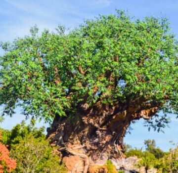 The Best Snacks in Disney - Animal Kingdom