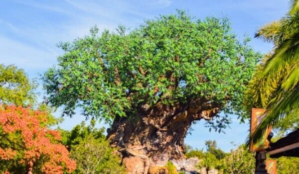 The Best Snacks in Disney - Animal Kingdom