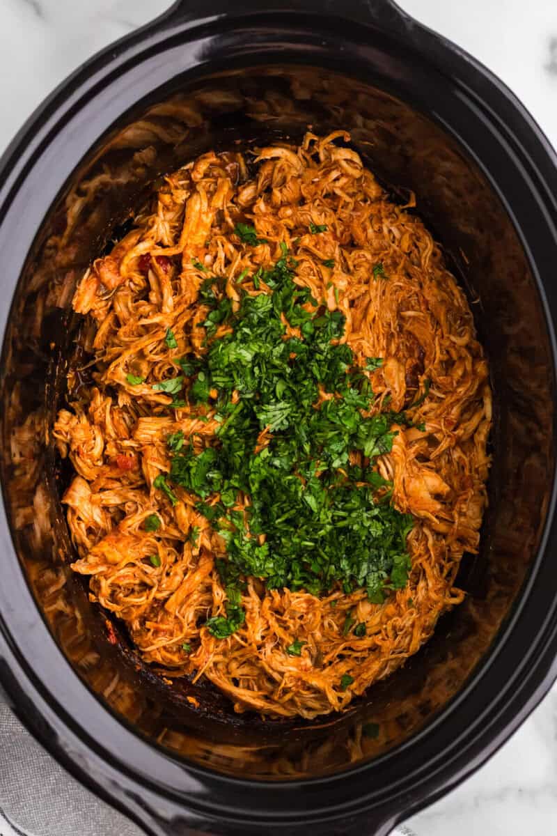 adding the cilantro to the chicken in the slow cooker.